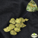 Hash Plant