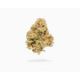(MED) Redbud Roots | I-Tre
