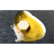 OG KUSH Live Resin Dab Tabs
