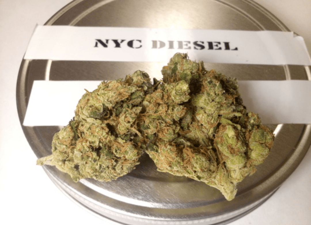 New york diesel описание сорта