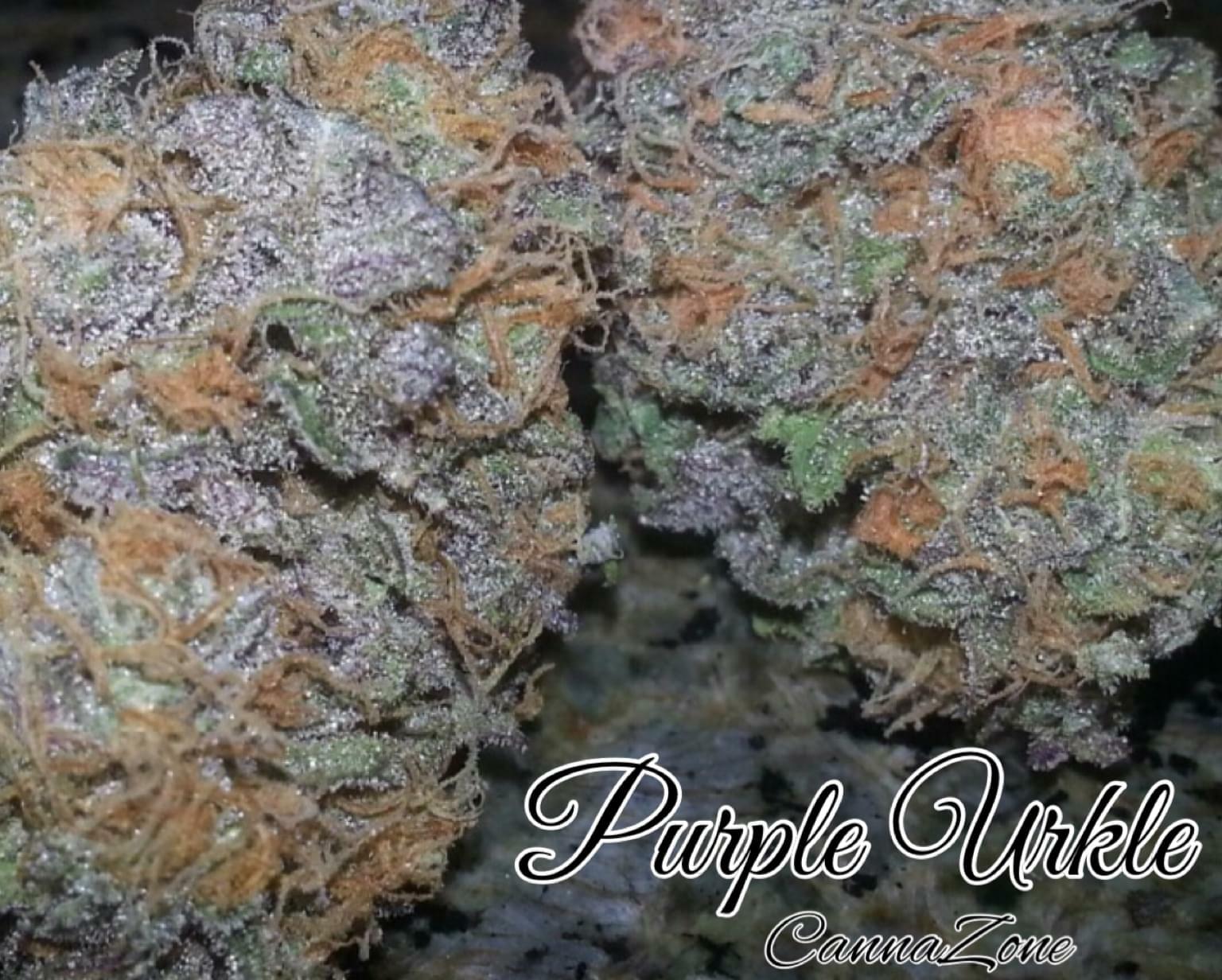 purple urkle weed