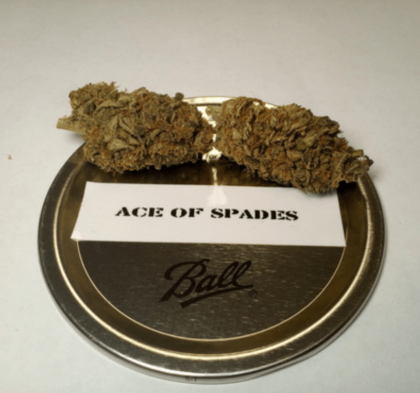 Ace of Spades Strain Information & Reviews Where's Weed