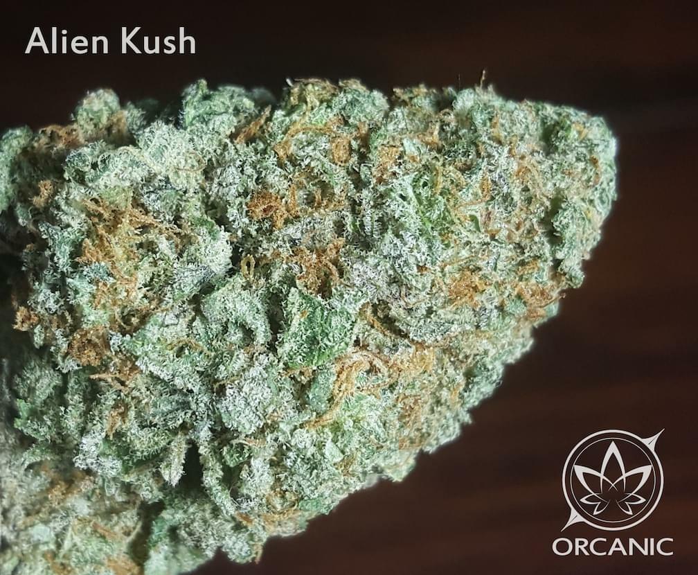 Alien Kush Strain Information & Reviews Where's Weed