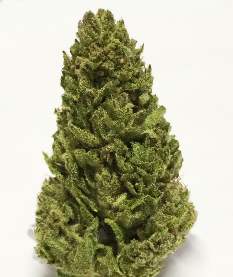 Cherry Ak47 Strain Information & Reviews Where's Weed