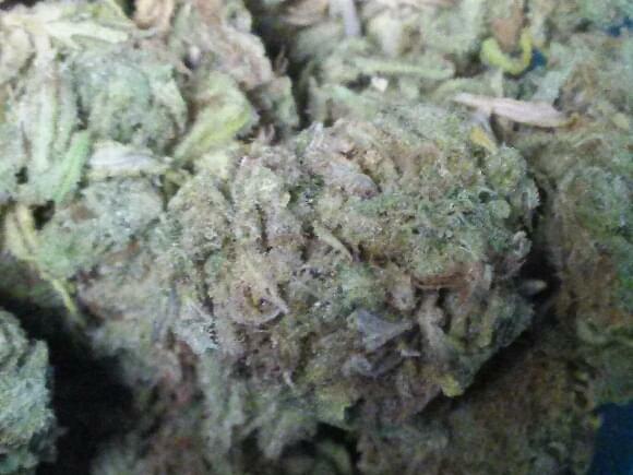 Fruity Pebbles OG: Why Colorado Tokers Love This Strain - Westword