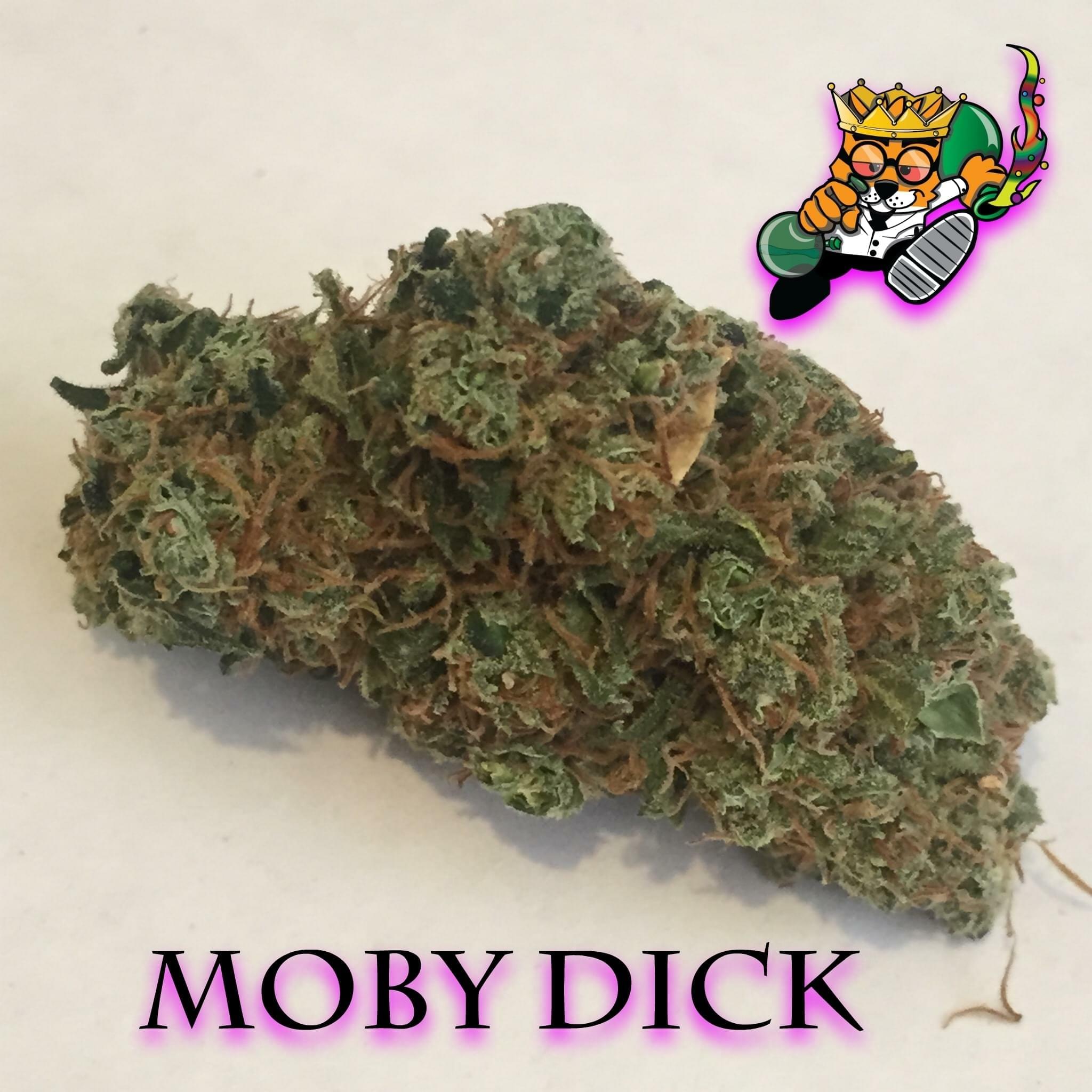 Moby Dick Strain Information Reviews Where S Weed