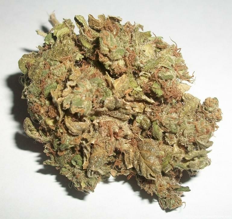 Afghan Kush Strain Information & Reviews Where's Weed