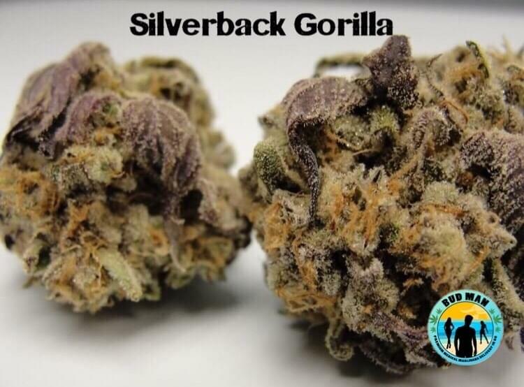gorilla silverback strain