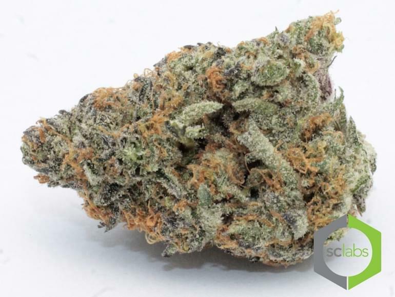 Bubble Gum Kush Strain Information & Reviews Where's Weed