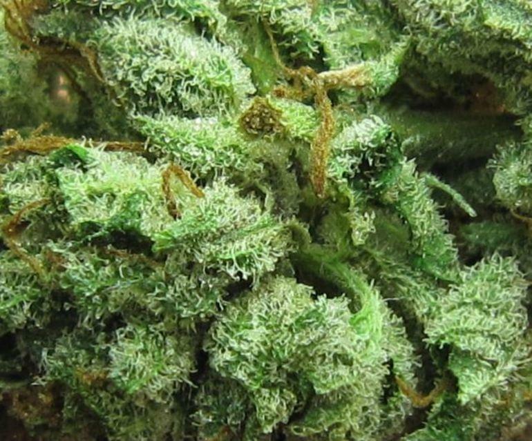 Jet Fuel Strain Information & Reviews Where's Weed