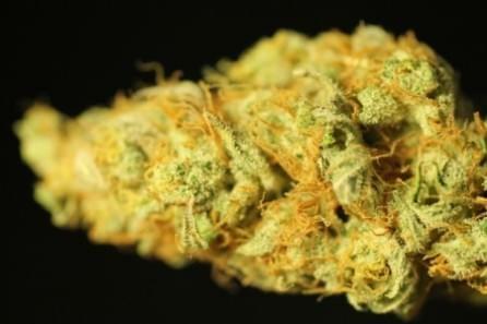 Agent Orange Strain Information Reviews Where S Weed
