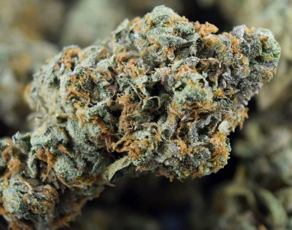 Thin Mint Girl Scout Cookies Strain Information Reviews Where S Weed