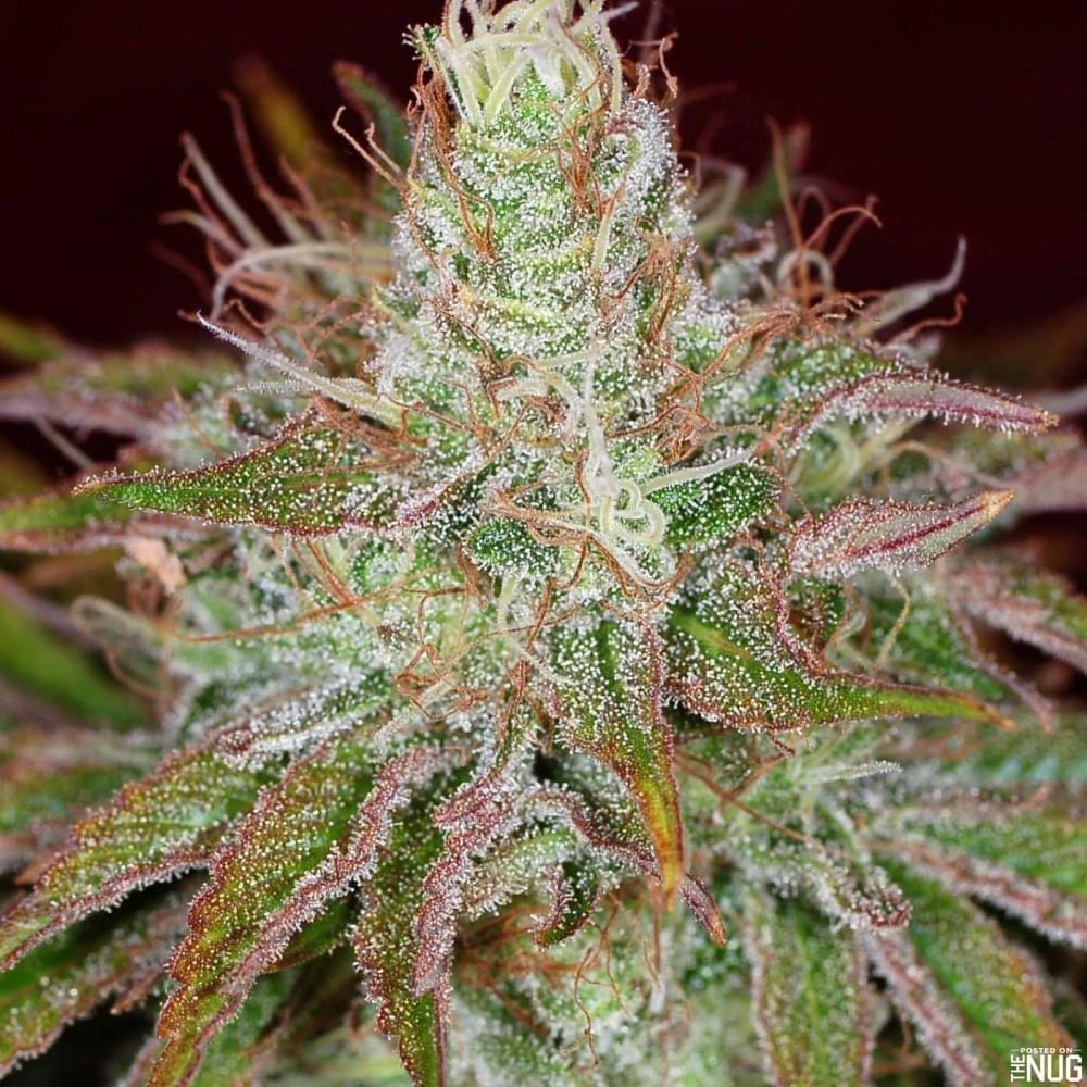 Jilly Bean Strain Information & Reviews Where's Weed