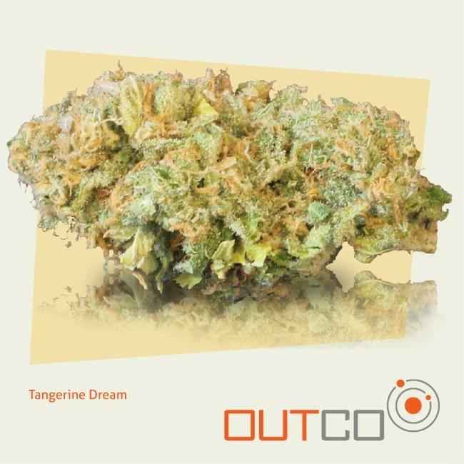 tangerine dream strain guide