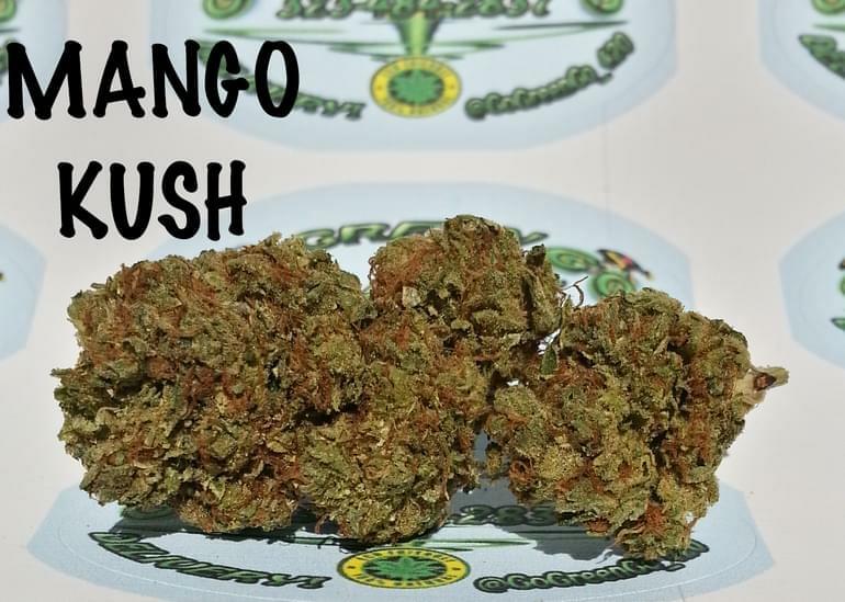 Mango Kush Strain Information & Reviews Where's Weed