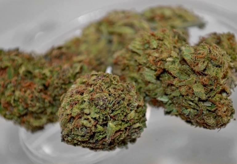 Purple Sour Diesel Strain Information & Reviews Where's Weed