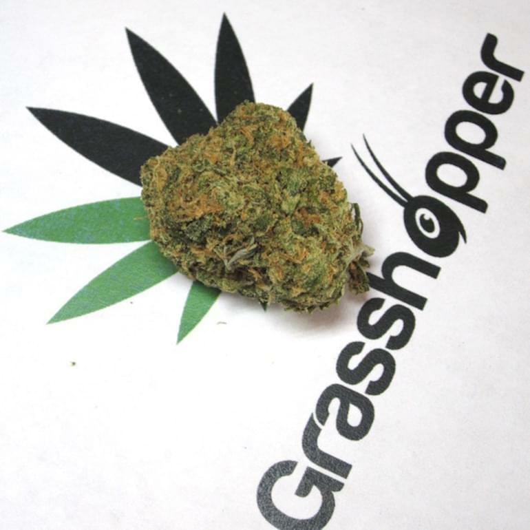 Double Dream Strain Information & Reviews Where's Weed