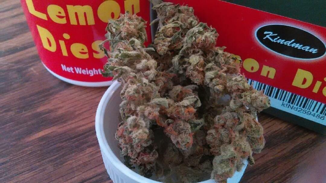 Lemon Diesel Strain Information & Reviews Where's Weed